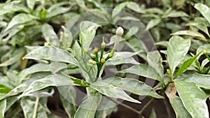 a red ant and the flower bud