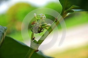 Red ant and Flower in garden