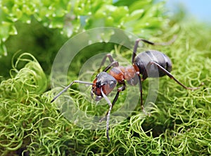 Red ant formica rufa on go