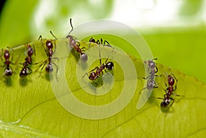 Hormiga a verde una carta 