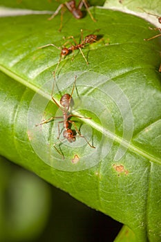 Red ant on green leaf in nature at thailand