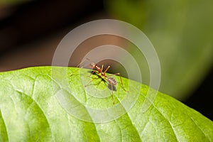 Red ant on green leaf in nature at thailand