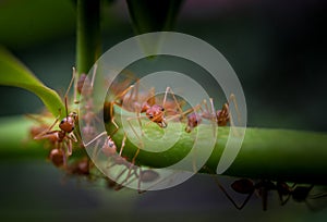 Red ant on green plant