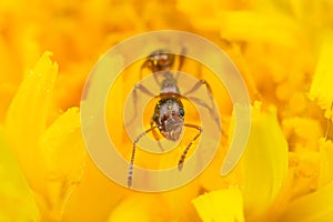 Red ant harvesting pollen on yellow flower