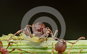 Red Ant herds small green aphids on green plant stem