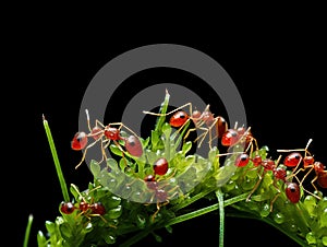 Red Ant herds small green aphids on green plant stem with black