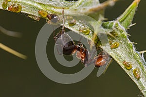 Red Ant herds small green aphids