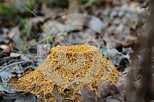Red ant hill