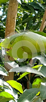 red ant home green leaves