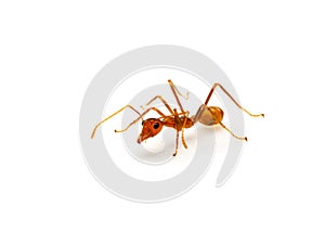 Red ant isolated on white background.