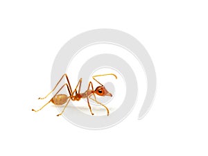Red ant isolated on white background.