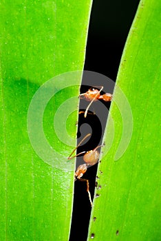 Red ant on leaf