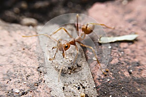 Red ant macro close up