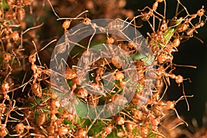 red ant in nest