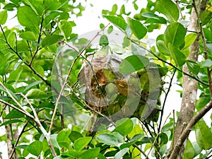 Red ant nest on tree in nature. Harmonious of animal concept