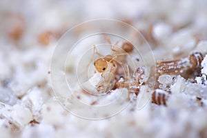 Red ant or oecophylla smaragdina fabricius in nest