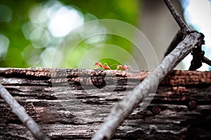 Red ant on old wood