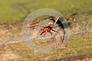 Red ant photo