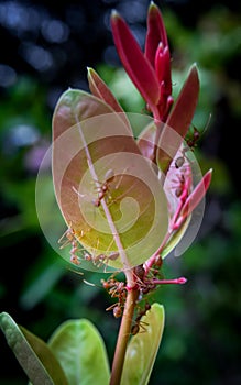 Red ant on pink plant