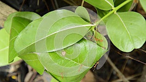 Red ant protect and climbing on nest leaf in garden