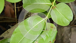 Red ant protect and climbing on nest leaf in garden