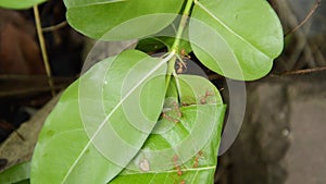 Red ant protect and climbing on nest leaf in garden