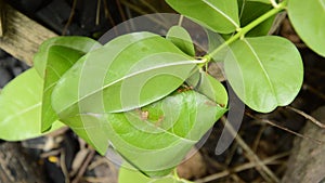 Red ant protect and climbing on nest leaf in garden