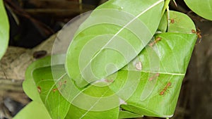 Red ant protect and climbing on nest leaf in garden