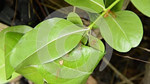 Red ant protect and climbing on nest leaf in garden