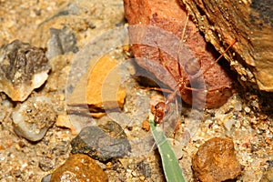 Red ant on rock