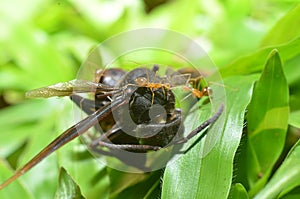 The red ant is a round head shiny body with two antennas