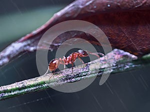 Red ant runs along a branch, escaping from the rain
