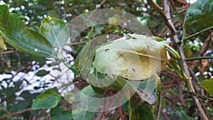 Red ant's nest or ant's haunt of leaf.