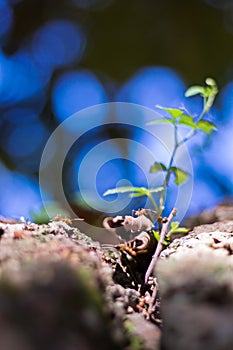 Red ant are social insects of the family formidable, team work on a power building home