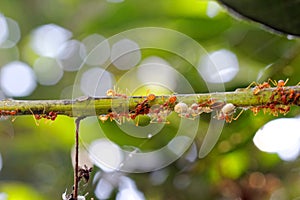 Red Ant Sucking Nectar Honeydew from aphids