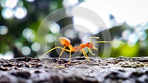 A red ant in sunlight with blur background photo