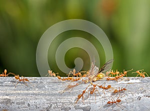 Red ant team work,Green tree ant ,Weaver ant.