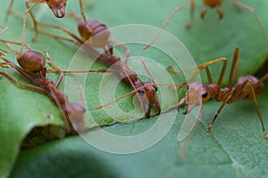 Red ant team work