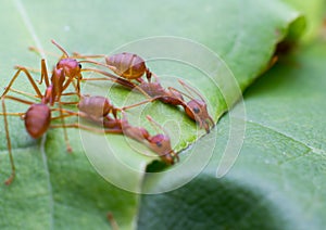 Red ant team work