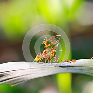 Red ant teamwork in green nature