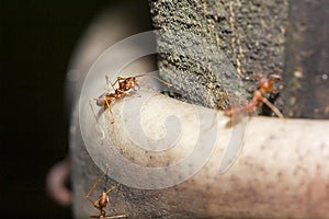 Red ant on the tree