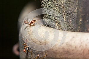 Red ant on the tree