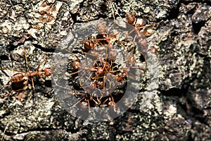 Red ant on the tree