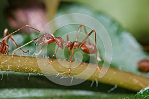 Red ant walk  ,close up