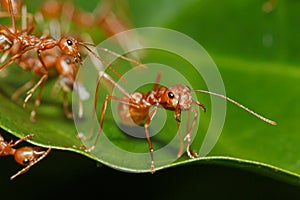 Red ant walk on a leaves green background.