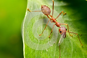 red ant is walking on green leaf.