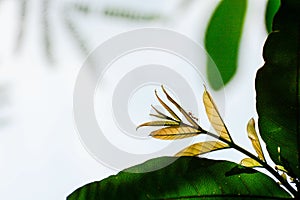 Red ant walking on the leaf.