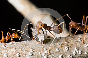 Red ant was carring insect