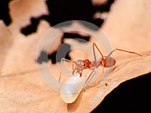 Red Ant working Macro in sect Ant moveing Egg.