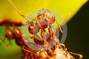 Red ant working on tree